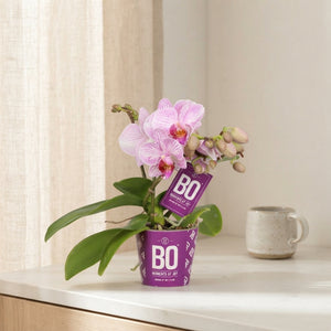 Mini Pink Phalaenopsis Orchid (2 Stems) – 7cm Pot