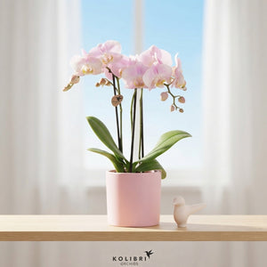 Love Pink Indoor Plant Gift Set – 30cm Ornamental Pot
