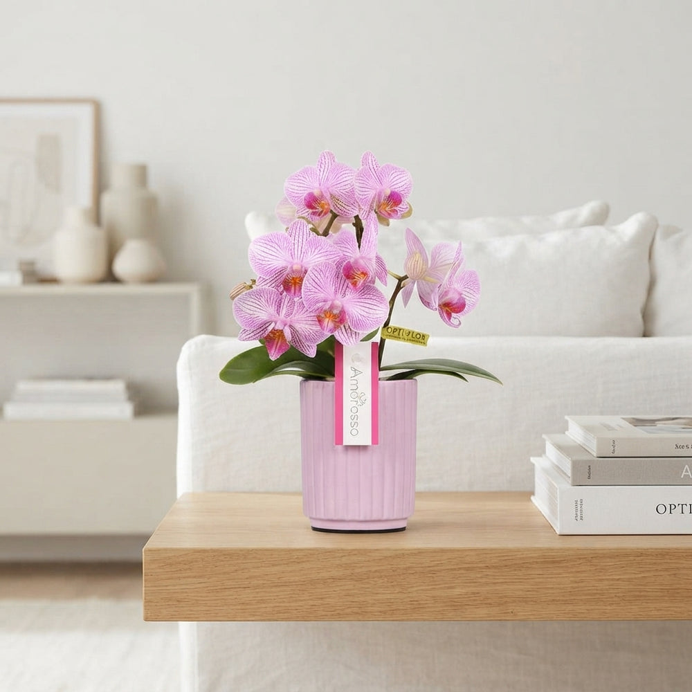 Pink Phalaenopsis Orchid – 3 Stem, 7cm Lilac Ceramic Pot