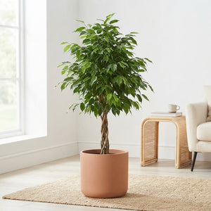 Ficus benjamina ‘Danielle’ Weeping Fig – 27cm Pot