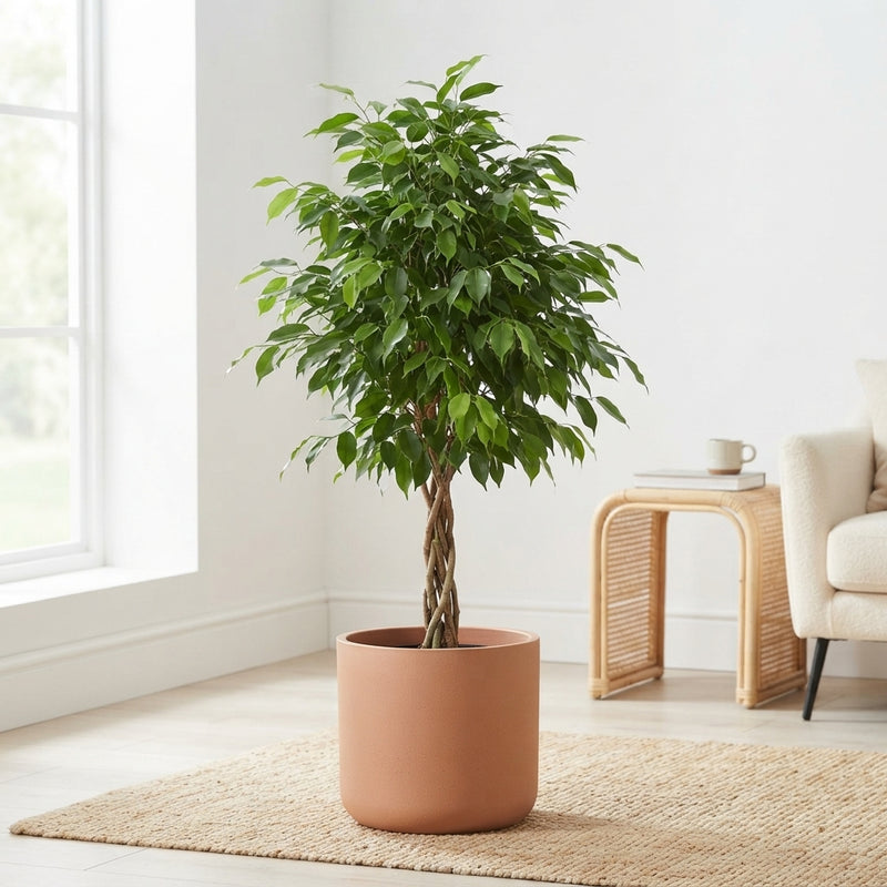 Ficus benjamina ‘Danielle’ Weeping Fig – 27cm Pot
