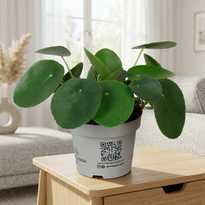 Chinese Money Plant (Pilea peperomioides) – 12cm Pot