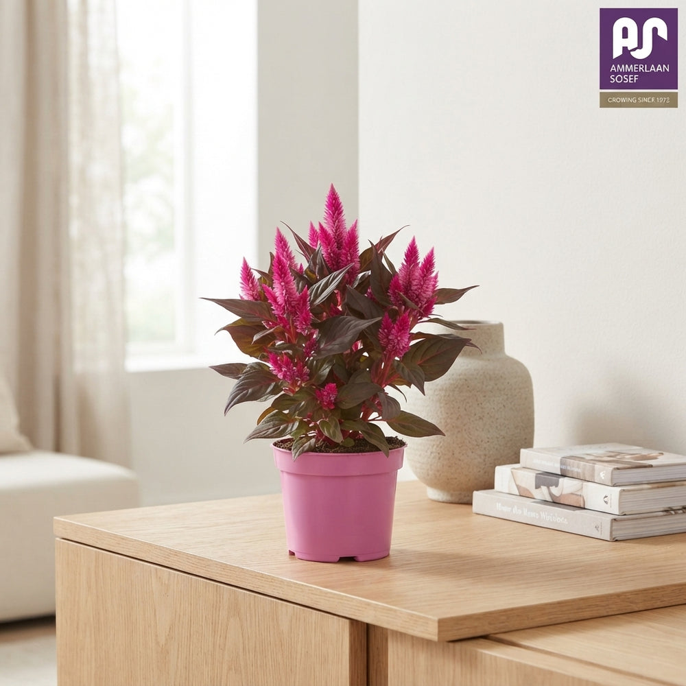 Mixed Celosia argentea – 12cm Pot, 25cm High