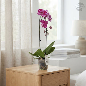 Phalaenopsis Orchid ‘El Cascade’ – 12cm Pot