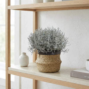 Cushion Bush (Leucophyta brownii) – 17cm Pot