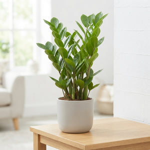 ZZ Plant (Zamioculcas zamiifolia) – 14cm Pot, 50cm