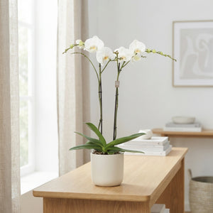 White Phalaenopsis Orchid (1 Stem) – 15cm Pot