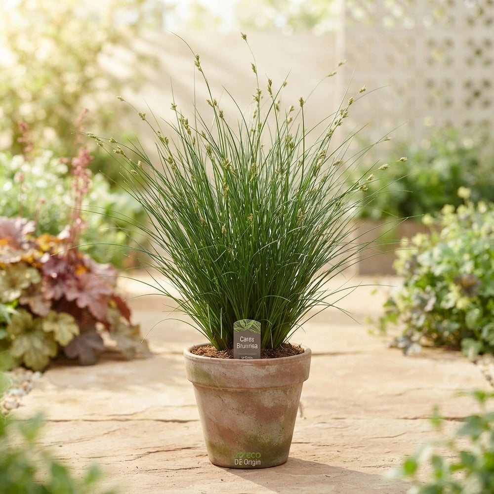 Carex Brunnea Ornamental Grass – 10.5cm Pot