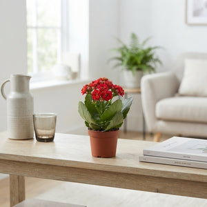 Mini Double Kalanchoe – 6cm Pot