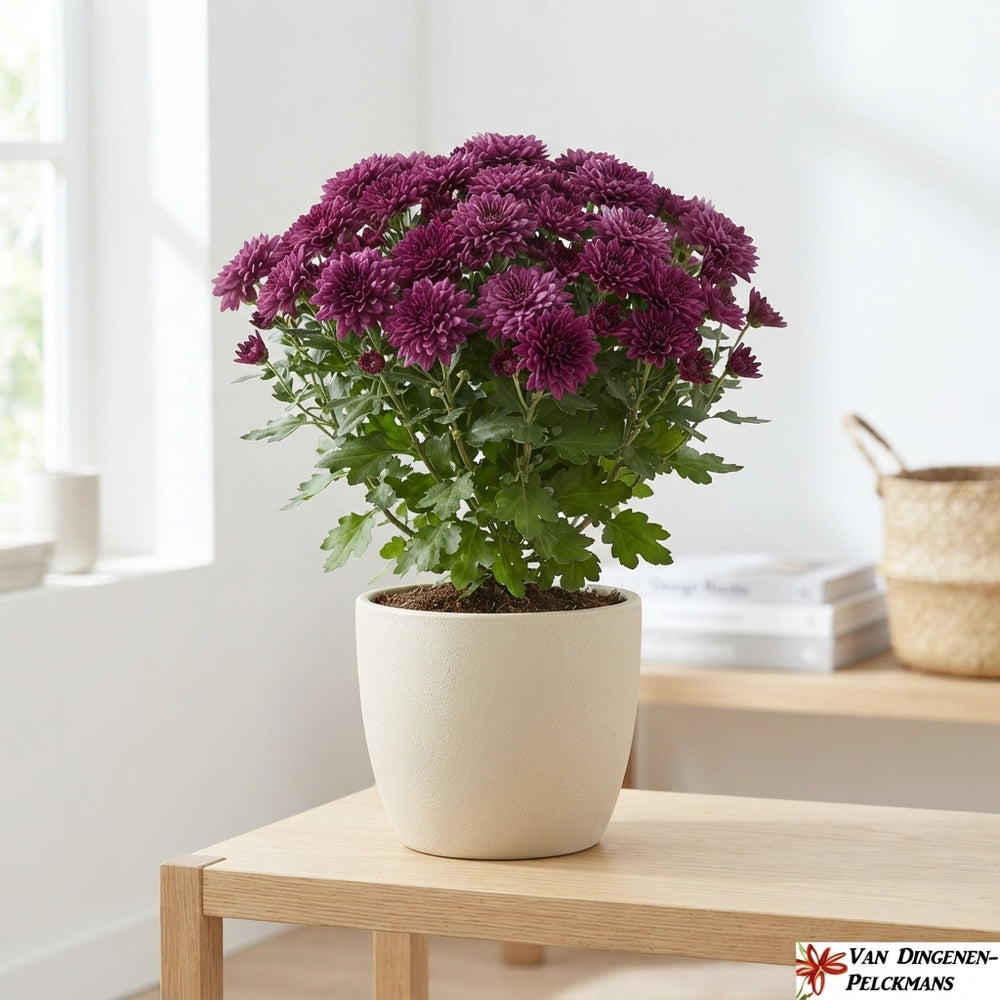 Large Chrysanthemum (Indicum Group) – 19cm Pot