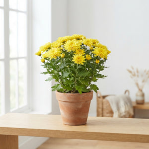Mixed Chrysanthemum Houseplant – 23cm Pot