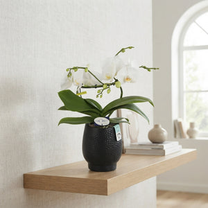 White Phalaenopsis Orchid ‘Dioro Prestige’ – 12cm Pot