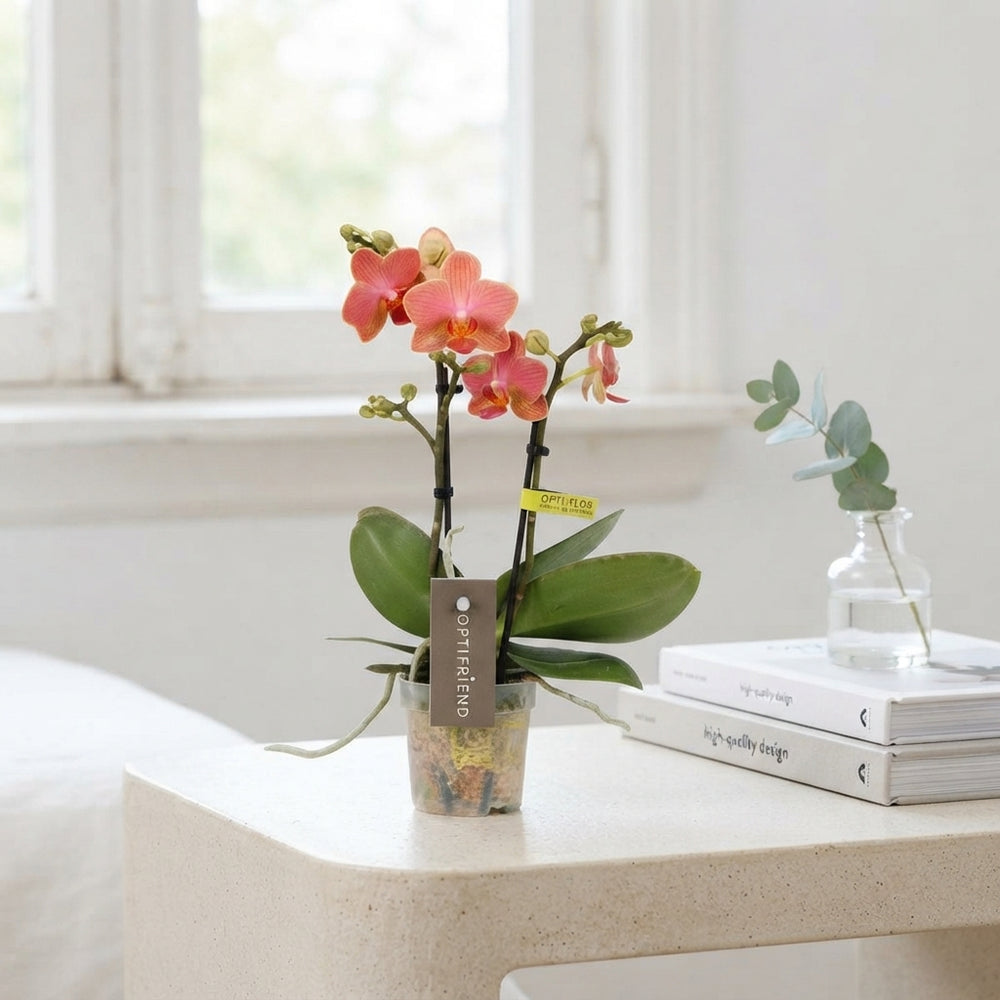 Mini Orange Phalaenopsis Orchid (2 Stem) – 7cm Pot