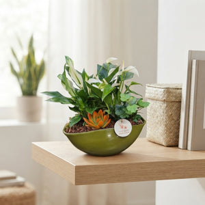 Eyleen Autumn Trio Plant Arrangement – 22cm Ceramic Boat
