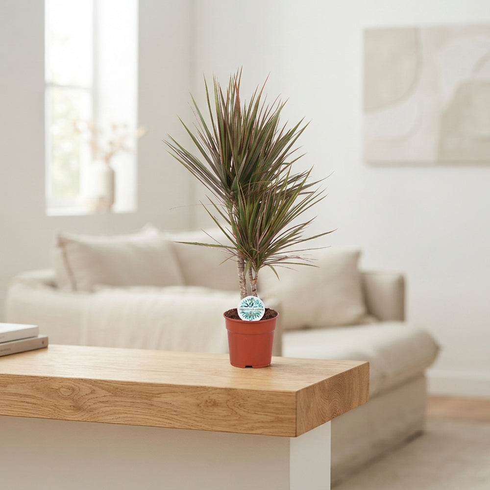 Mixed Green Houseplant – 17cm Pot, Approx. 60cm High