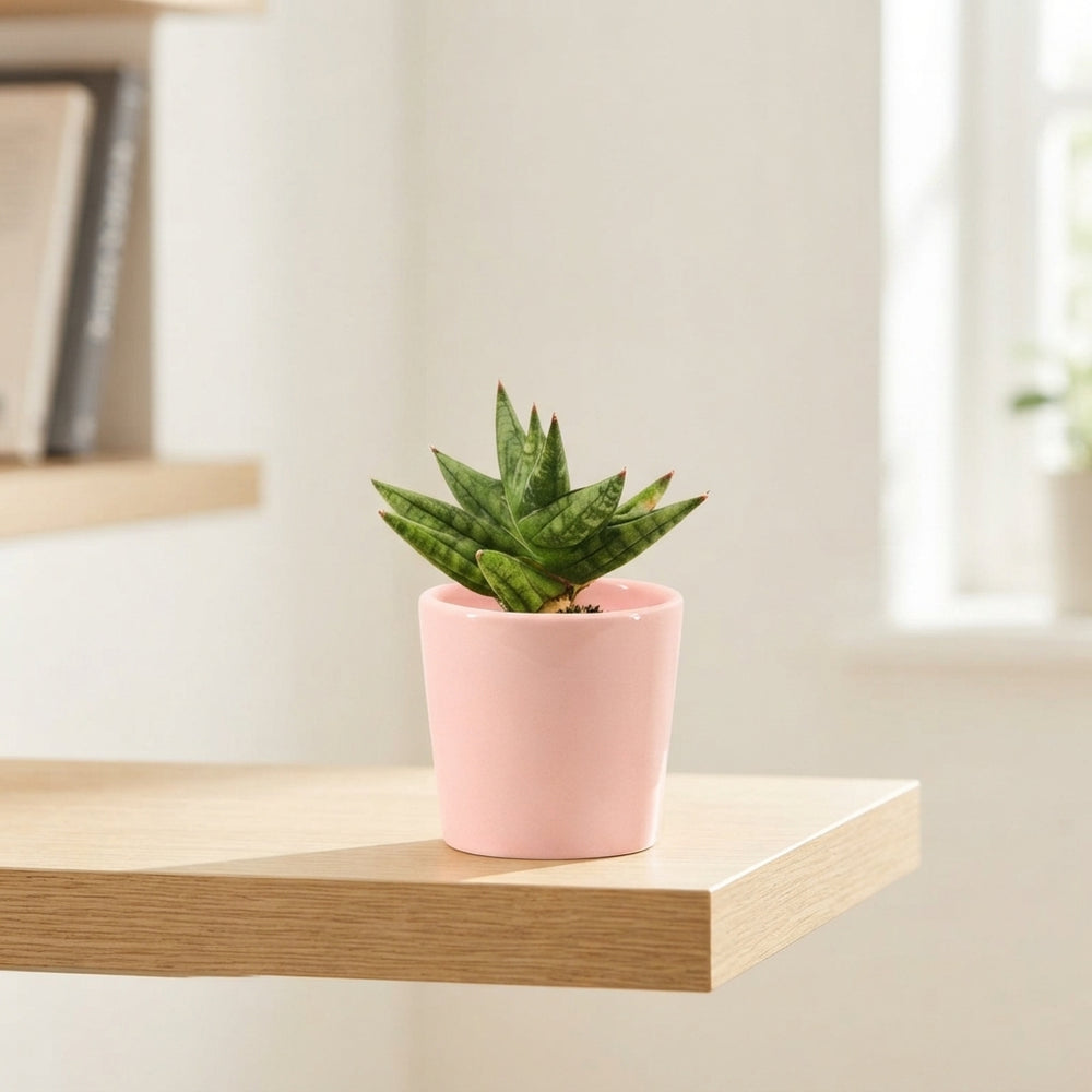 Crown Snake Plant (Sansevieria) – Maui Ceramic Pot, 6cm