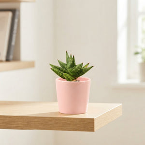 Crown Snake Plant (Sansevieria) – Maui Ceramic Pot, 6cm