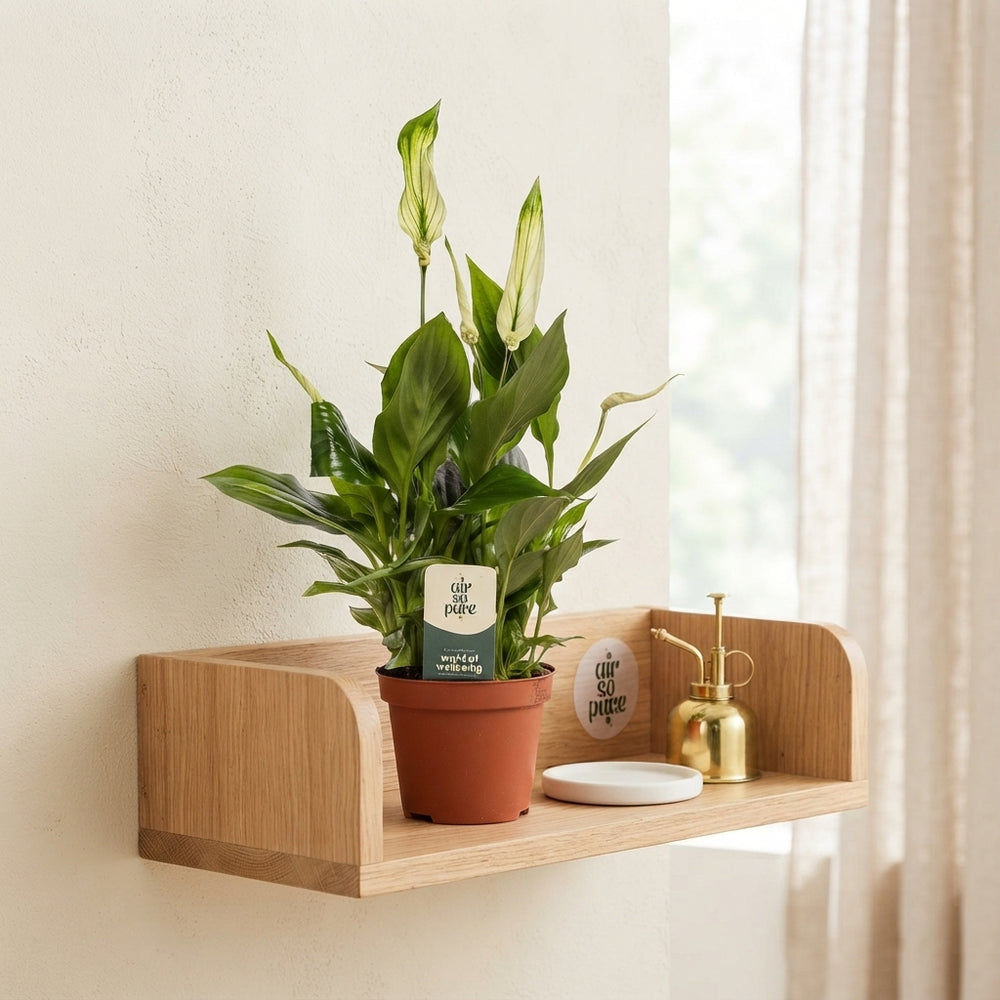 White Peace Lily (Spathiphyllum ‘Chopin’) – 9cm Pot