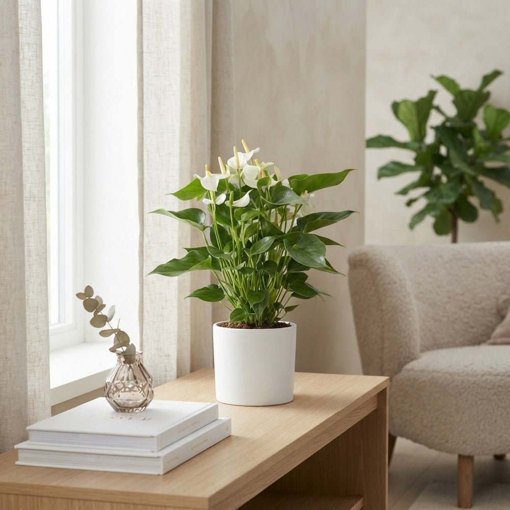 White Anthurium ‘White Champion’ – 14cm Pot