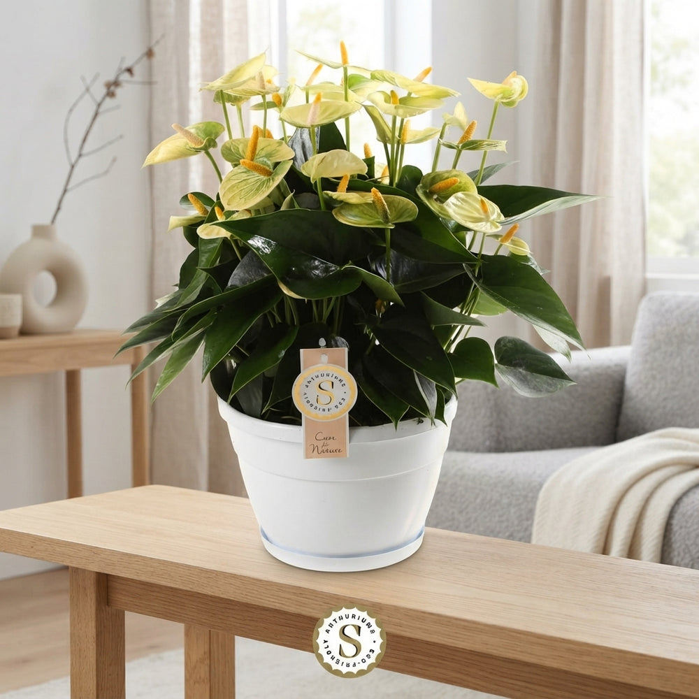 Anthurium ‘Yellow Champion’ – 20cm Pot