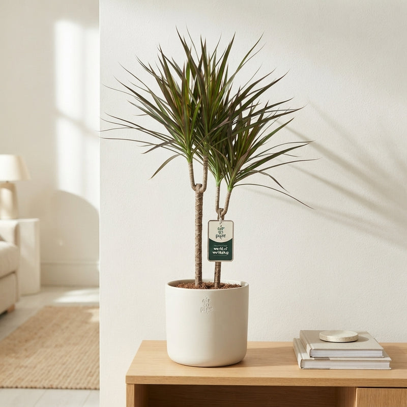 Dragon Tree (Dracaena marginata) – 21cm Pot, Approx. 90cm