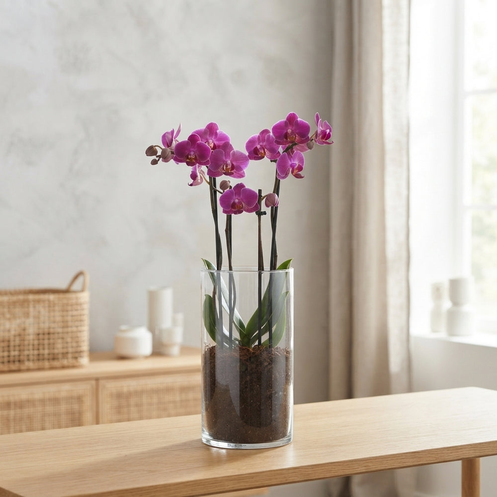 Mixed Phalaenopsis Orchid – 12cm Glass Vase