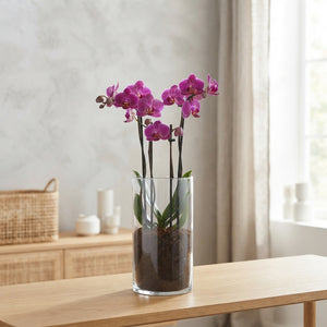 Mixed Phalaenopsis Orchid – 12cm Glass Vase
