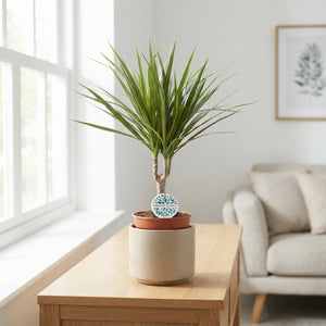 Mixed Green Houseplant – 17cm Pot, Approx. 60cm High