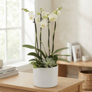 White Phalaenopsis Orchid – 4 Stem, 17cm Ceramic Pot