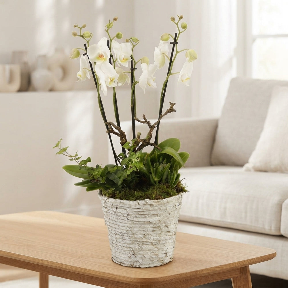 White Phalaenopsis Orchid – 19cm Pot, 50cm High