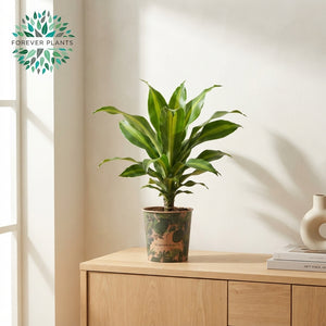 Mixed Green Houseplant with Green Jewels Pot Cover – 17cm Pot