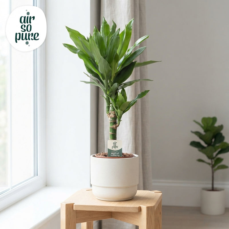 Janet Lind Dragon Tree (Dracaena fragrans) – 17cm Pot