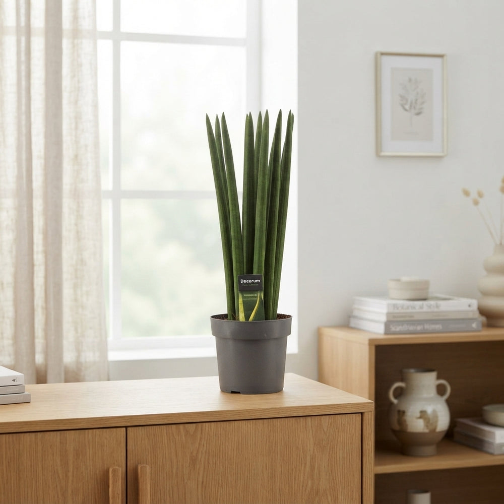 Cylindrical Snake Plant (Sansevieria cylindrica) – 17cm Pot