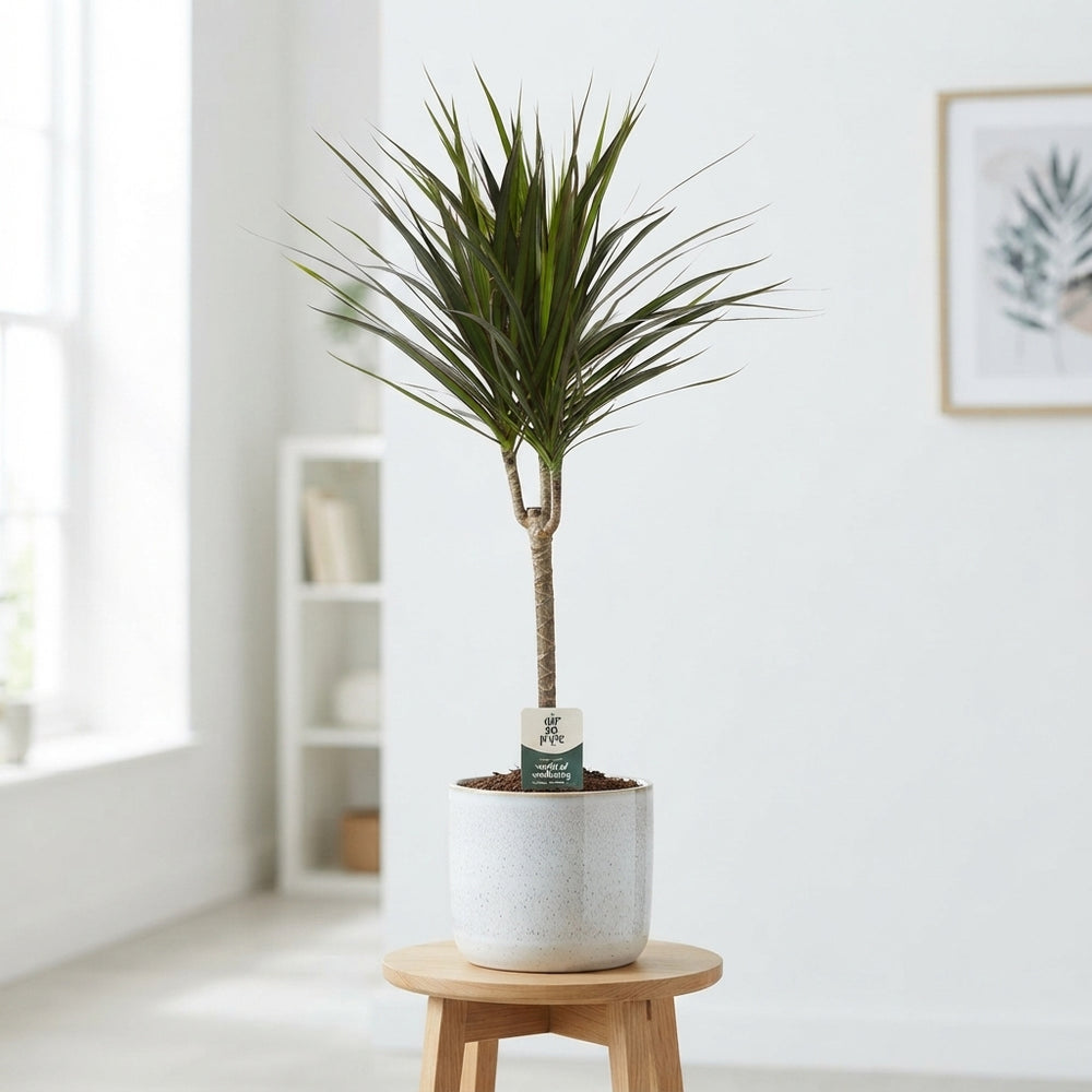 Dragon Tree (Dracaena marginata) – 17cm Pot, Approx. 80cm