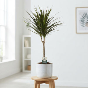 Dragon Tree (Dracaena marginata) – 17cm Pot, Approx. 80cm