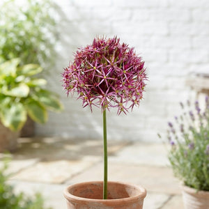 Allium cristophii Ornamental Flower Bulbs – Pack of 5