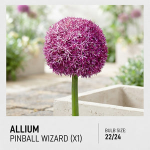 Allium ‘Pinball Wizard’ Flower Bulbs – 1 Bulb