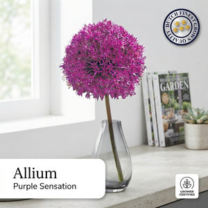 Allium ‘Purple Sensation’ Flower Bulbs – Pack of 5