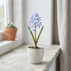 Chionodoxa forbesii Glory of the Snow Bulbs – 5/6