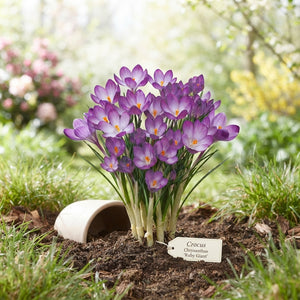 Crocus ‘Ruby Giant’ Flower Bulbs – Pack of 20