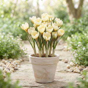 Crocus Cream Beauty Flower Bulbs – 5/6cm, Pack of 20