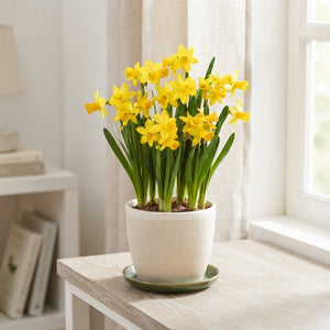 Narcissus ‘Tête-à-Tête’ Daffodil Bulbs – Pack of 10