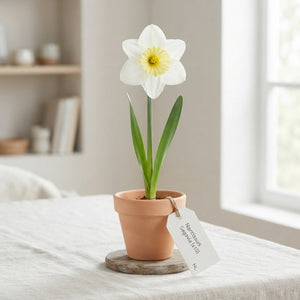 Narcissus ‘Segovia’ Daffodil Flower Bulbs – 12/+