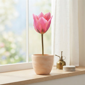 Tulip ‘Albert Heijn’ Flower Bulbs – Pack of 7