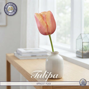 Tulipa ‘Apricot Foxx’ Tulip Bulbs – 12/+