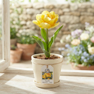 Tulipa 'Aquilla' Double-Flowered Tulip Bulbs – Pack of 7