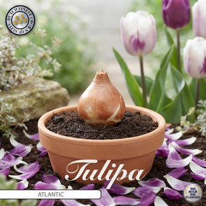 Tulipa ‘Atlantic’ Tulip Bulb Collection – 10 Bulbs