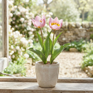 Tulipa bakeri ‘Lilac Wonder’ Flower Bulbs – Pack of 10