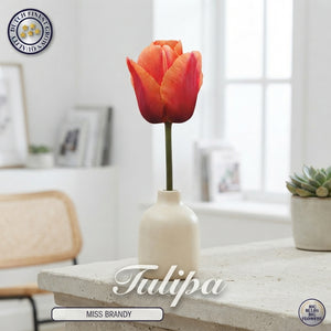 Tulipa ‘Miss Brandy’ Darwin Hybrid Tulip Bulbs – Pack of 7