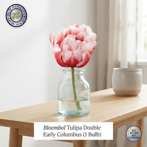 Double Early ‘Columbus’ Tulip Bulbs – Pack of 7